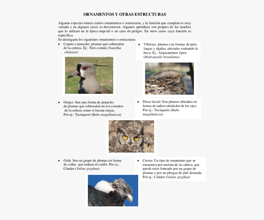 Docx - Osprey - Eastern Screech Owl, HD Png Download