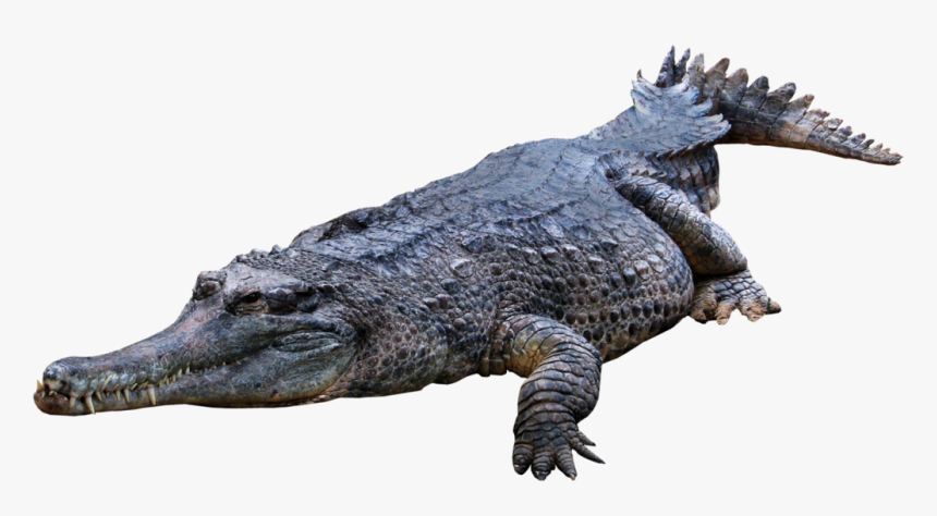 Crocodile, Gator Png - Crocodile Png, Transparent Png
