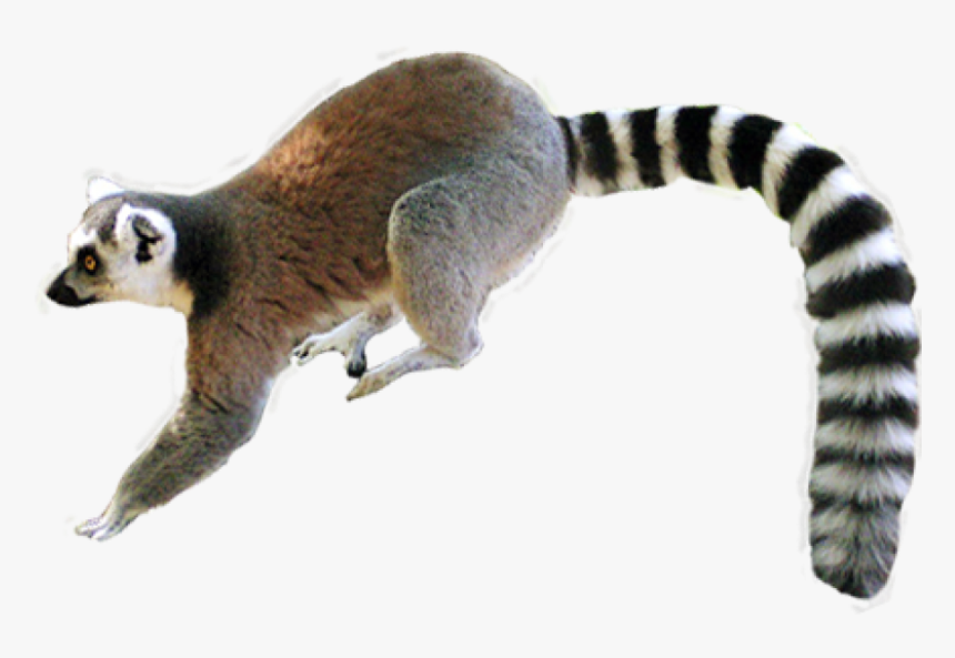Lemur Png, Transparent Png