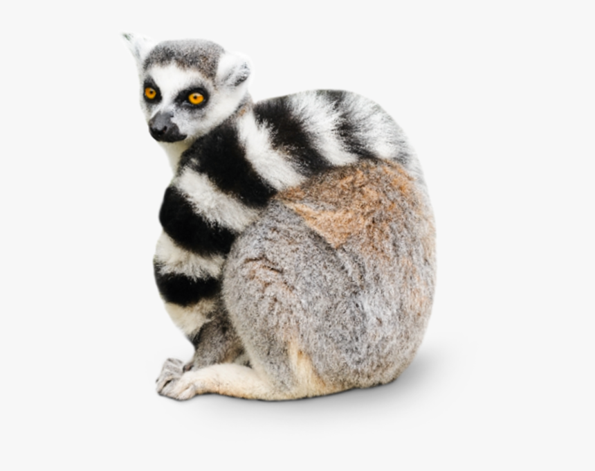 Transparent Ring Tailed Lemur, HD Png Download