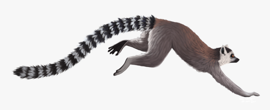 Transparent Lemur Png - Ring Tailed Lemur With White Background, Png Download