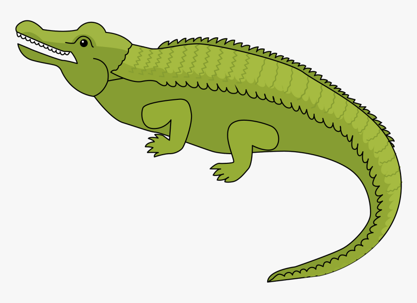 American Crocodile, HD Png Download