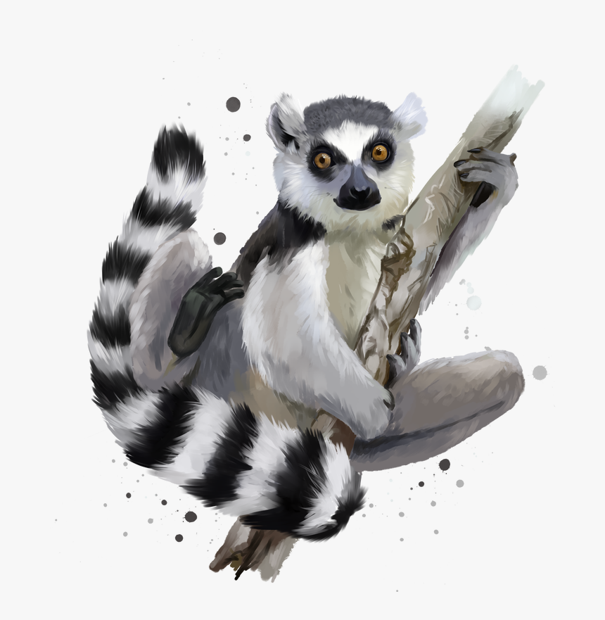 Transparent Lemur Clipart - Lemurs, HD Png Download