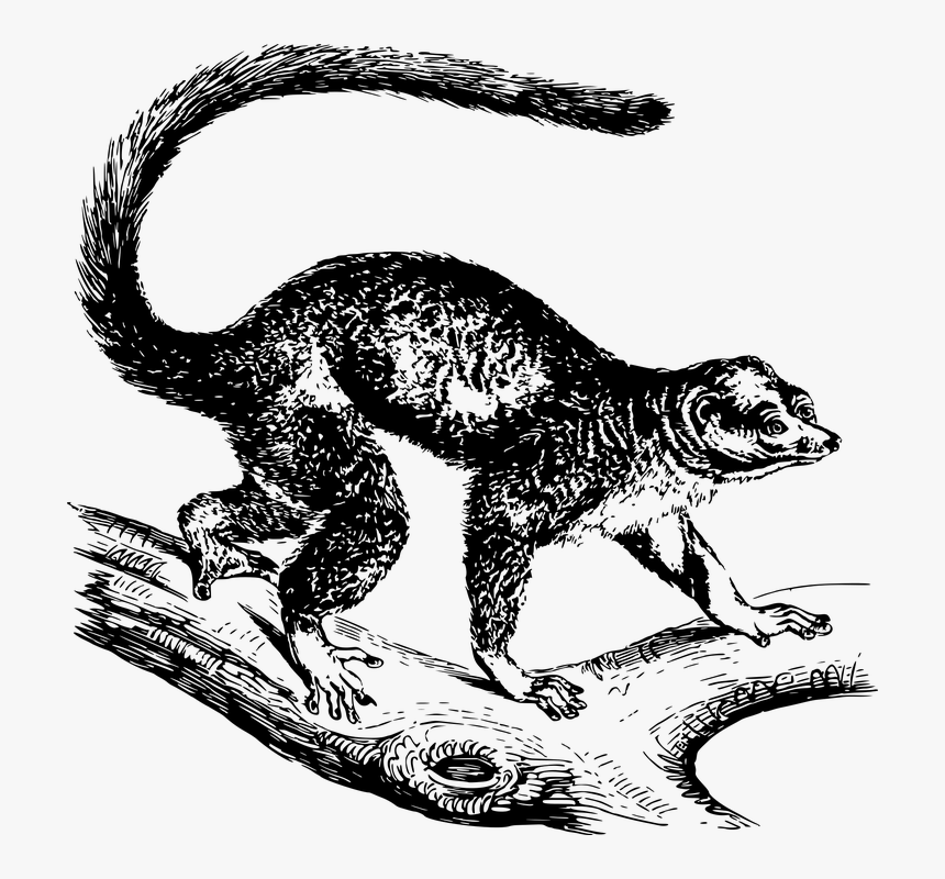 Animal, Lemur, Mammal, Mongoose, Nature, Primate - Mongoose Graphic, HD Png Download