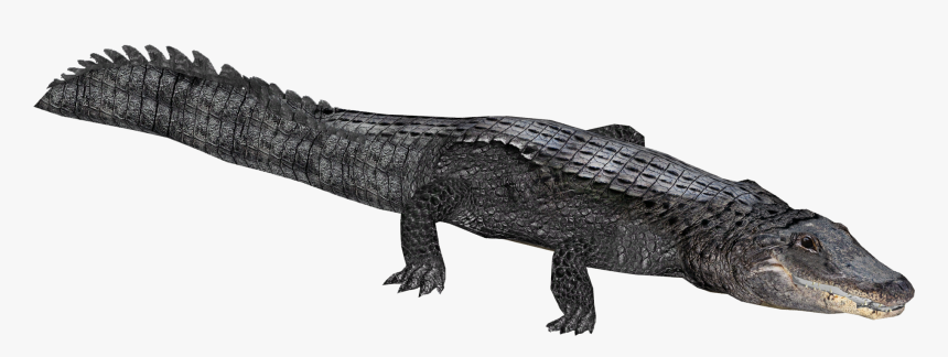 Clip Art Image Of Alligator - Zoo Tycoon 2 Crocodile, HD Png Download