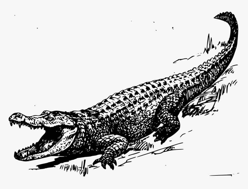 Crocodile Black And White Drawing, HD Png Download