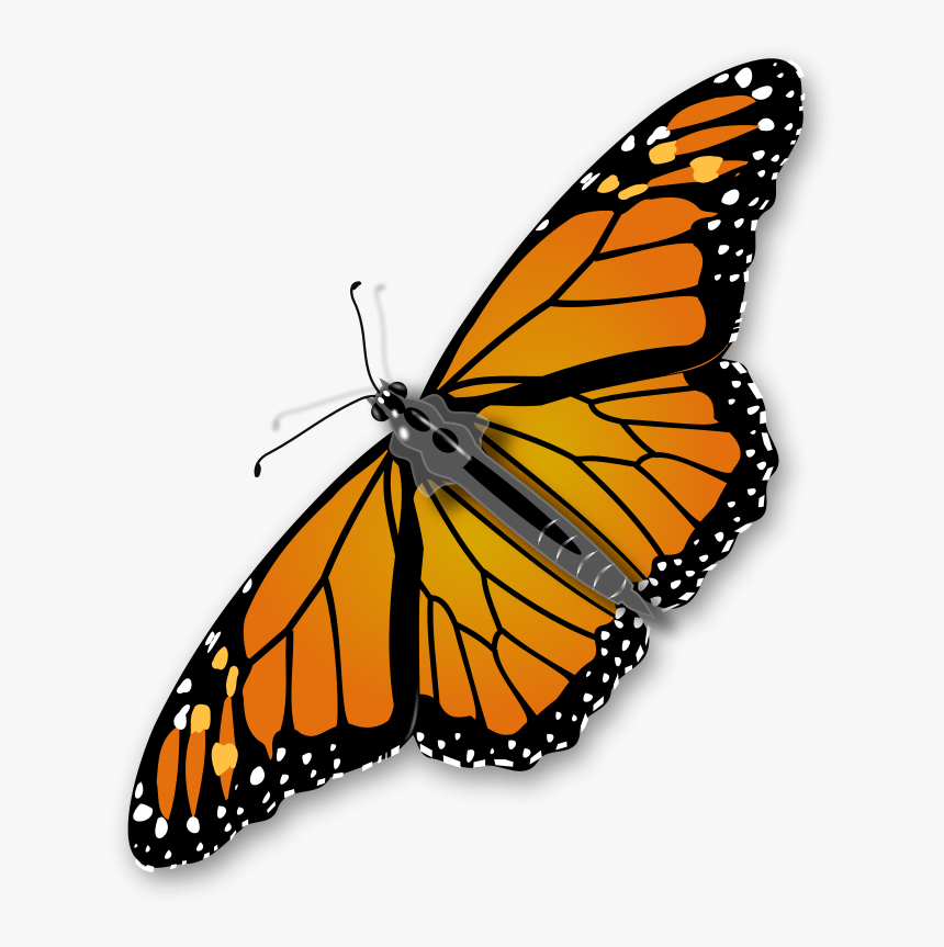 Vector Bug Butterfly - Monarch Butterfly Transparent Background, HD Png Download