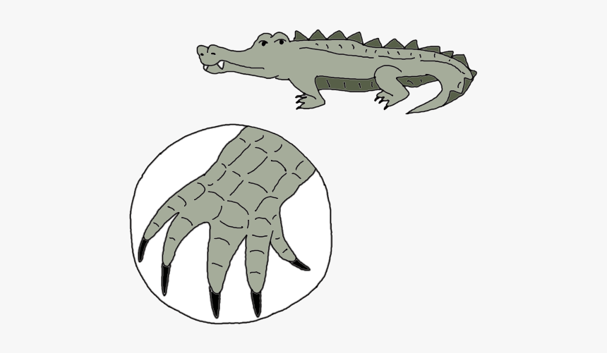 Dream Dictionary Meaning Alligator - American Crocodile, HD Png Download