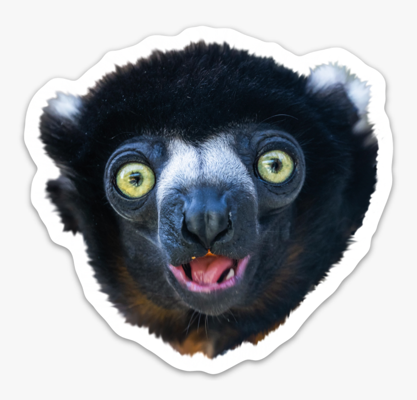 Transparent Lemur Png - Sifaka, Png Download
