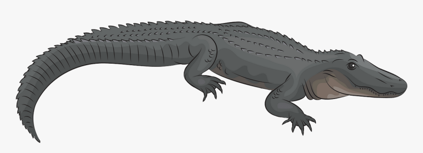 American Alligator, HD Png Download