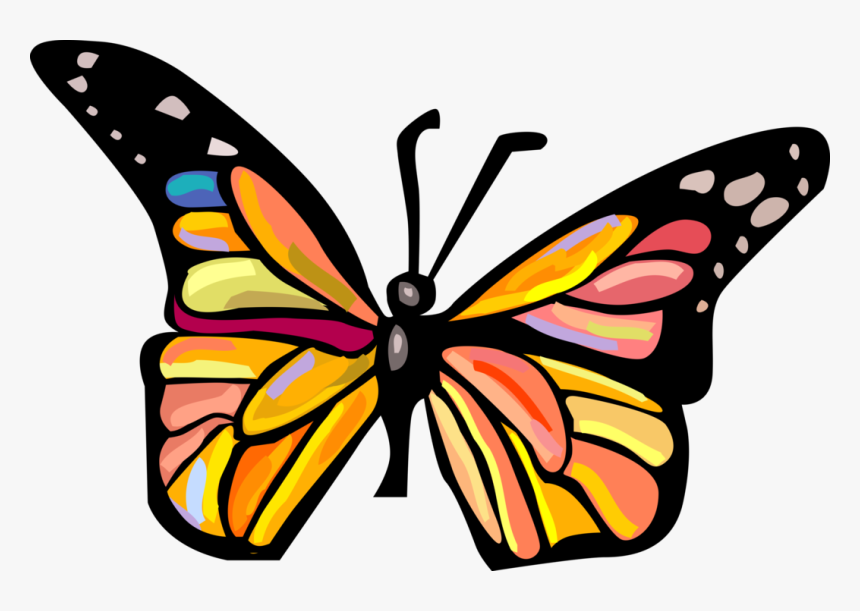Vector Illustration Of Colorful Butterfly Winged Insect - Informations Sur Le Papillon, HD Png Download