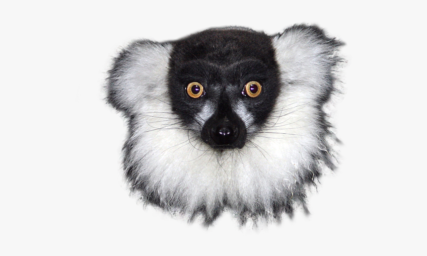 Lemur With No Background, HD Png Download