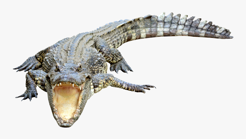 American Crocodile, HD Png Download