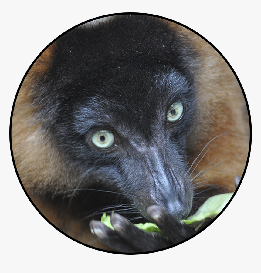 Cat Grabs Treat, HD Png Download