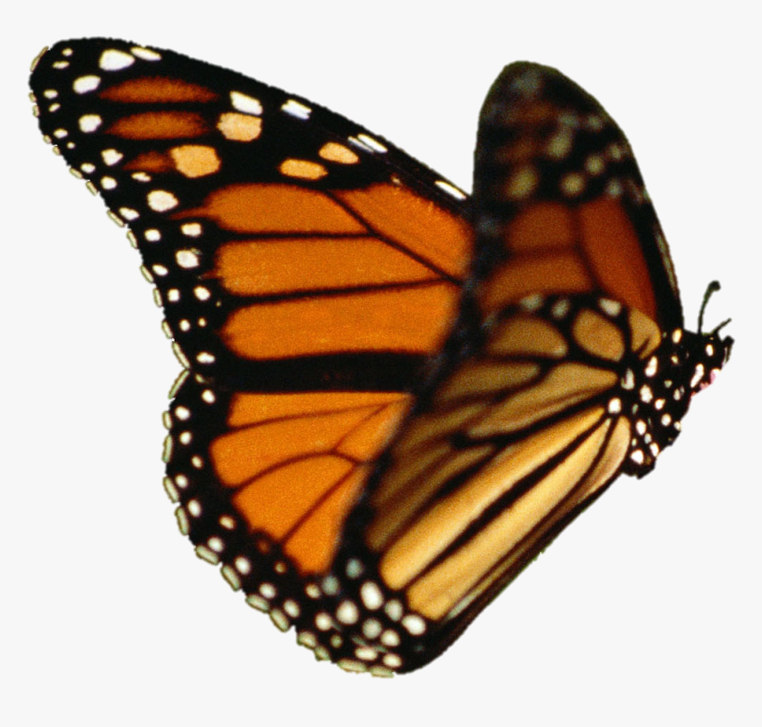 Monarch Butterfly Transparent Background , Png Download - Monarch Butterfly Transparent Background, Png Download