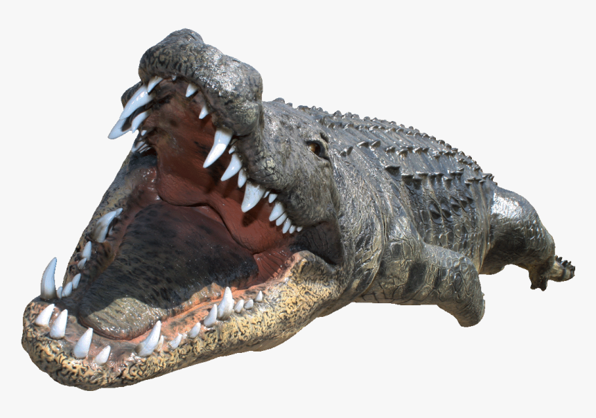 Aligator Png, Transparent Png