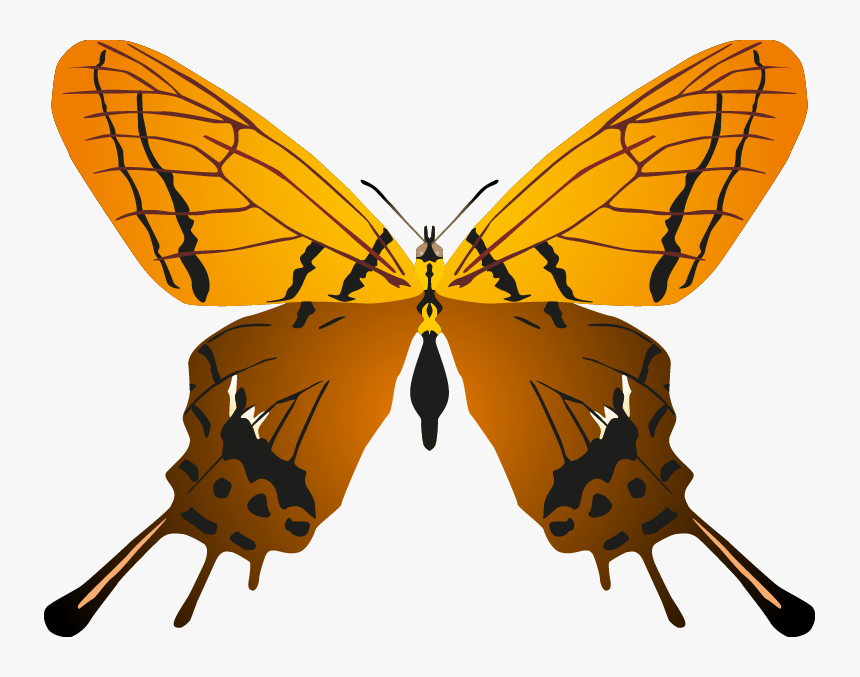Transparent Butterflys Png - Butterfly, Png Download