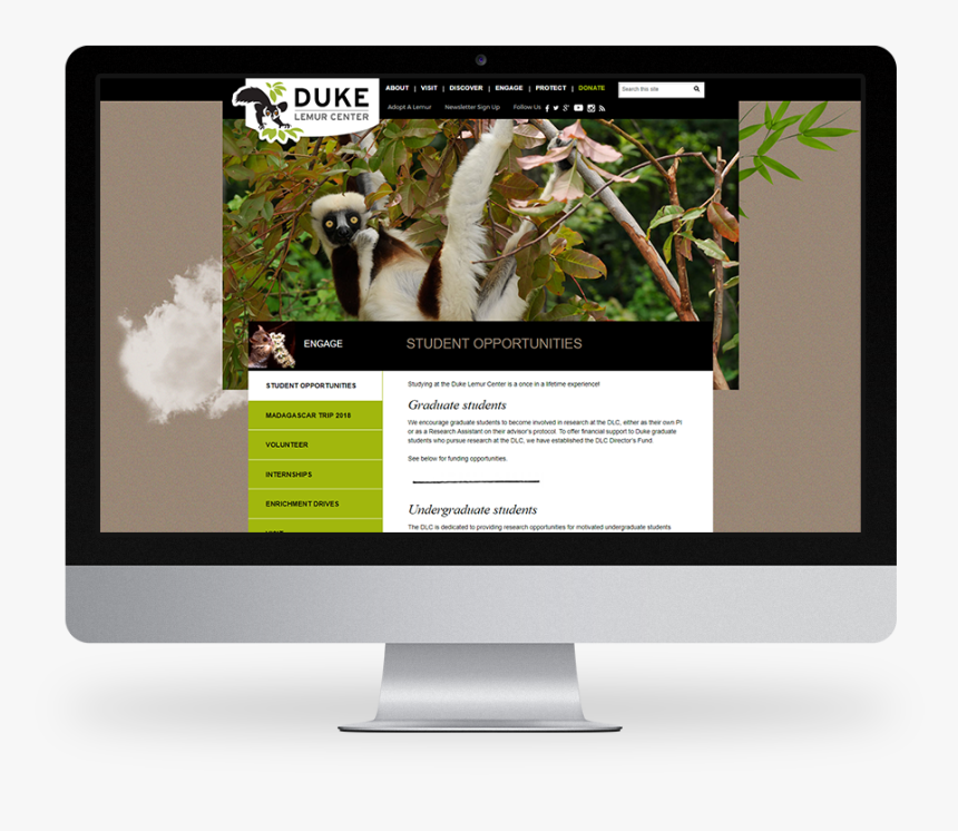 Kompleks Web Design Duke University Lemur Center - Computer Monitor, HD Png Download