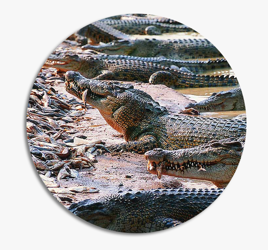 Image, HD Png Download