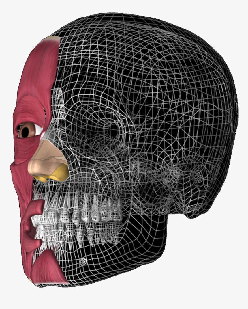 Transparent 3d Skull Png - 3d Head Anatomy Illustrations, Png Download
