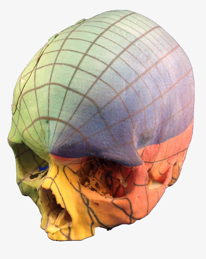 Full Color 3d Print Skull - Skull, HD Png Download