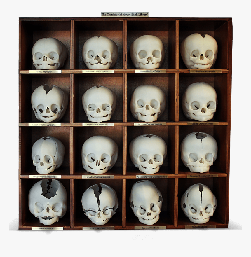 Collection, HD Png Download