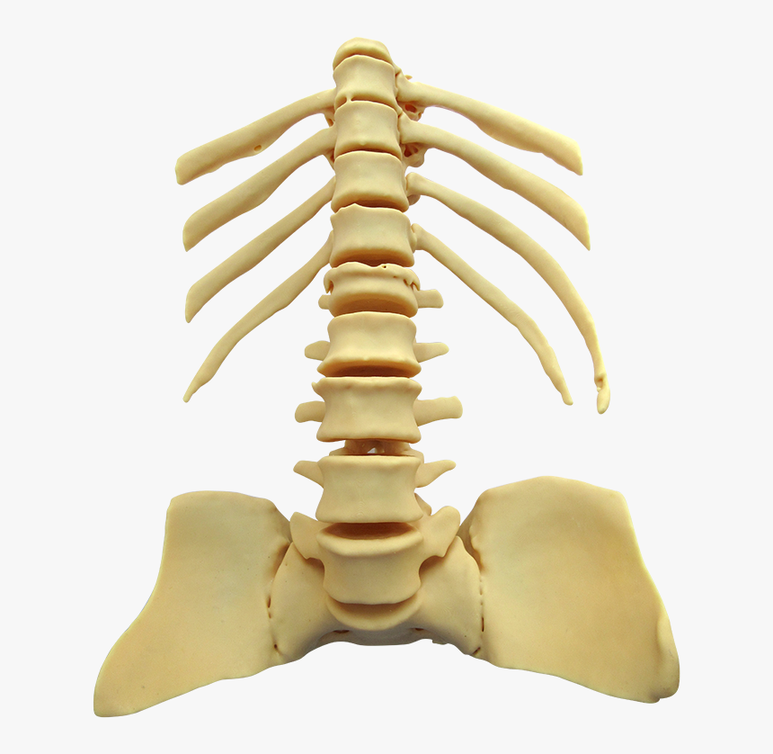 Rib, HD Png Download