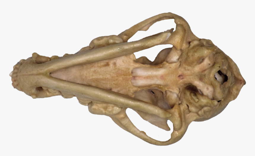 Medical Printing, 3d Systems Projet 460 Plus - Bone, HD Png Download