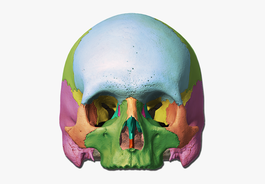 Orbit Of Skull Unlabeled, HD Png Download