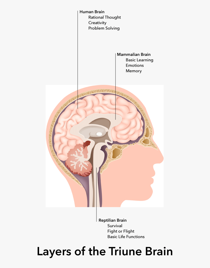 Our Unconscious Cognitive And Emotional Thinking Happens - Internal Image Of Human Brain With Label, HD Png Download