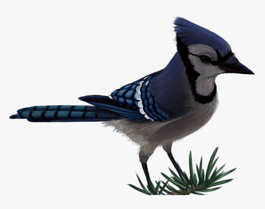 Blue Jay By Sherushi Vector Free - Transparent Blue Jay Png, Png Download