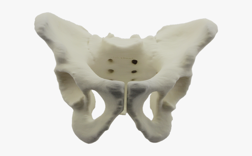 3d Printed Pelvis Model 
 Title 3dyourscan - Pelvis 3d, HD Png Download