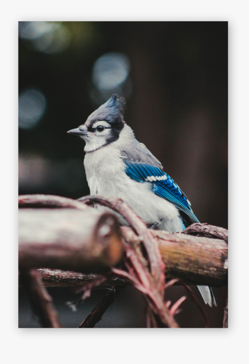 Blue Jay Png, Transparent Png