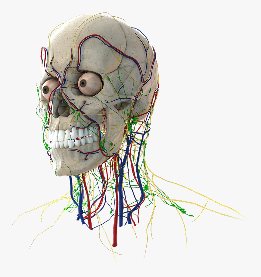 Head - Skull, HD Png Download