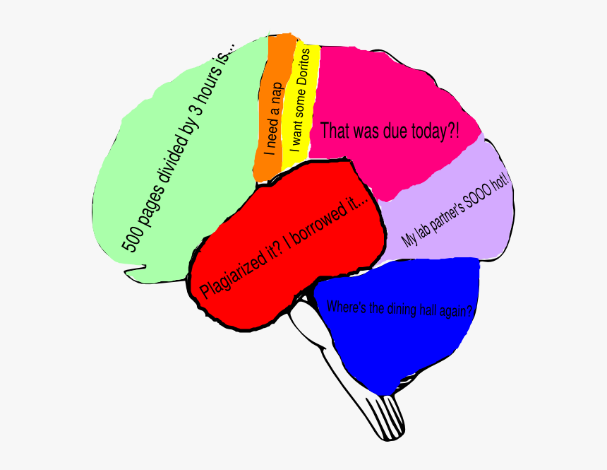 Brain Clipart With Labels, HD Png Download