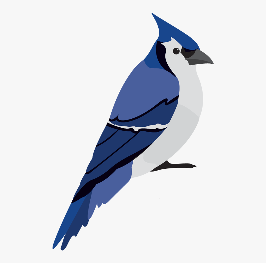 Img - Blue Jay, HD Png Download