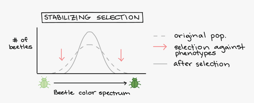 Natural Selection Bell Curve, HD Png Download