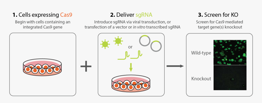 Stable Cell Line, HD Png Download