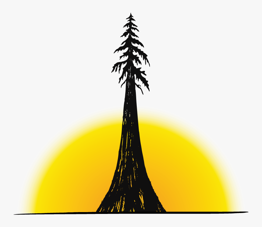 Transparent Tall Pine Tree Silhouette Png - Pine Tree, Png Download