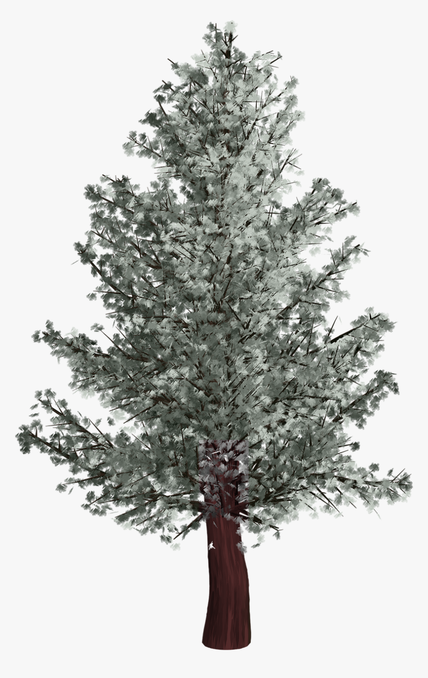 Pino En Invierno Png, Transparent Png