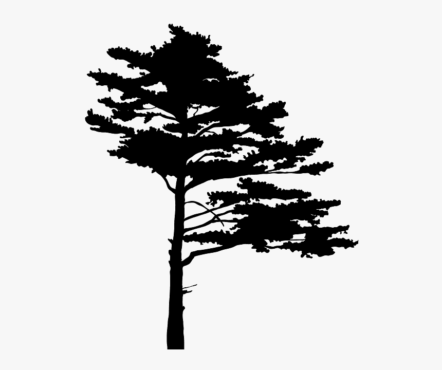 Tree Silhouette, HD Png Download
