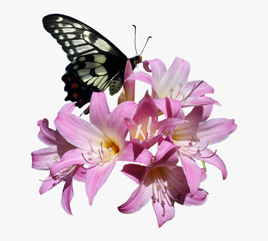 Butterfly, Belladonna, Lily, Flower, Insect - Transparent Butterflies Flowers Png, Png Download