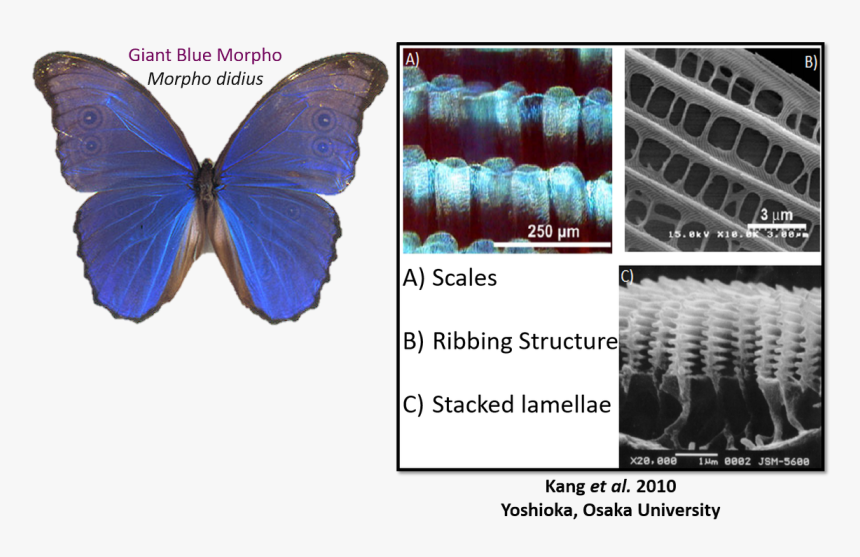 Liz/ @realscientists On Twitter - Pterin Pigment Of Butterfly, HD Png Download