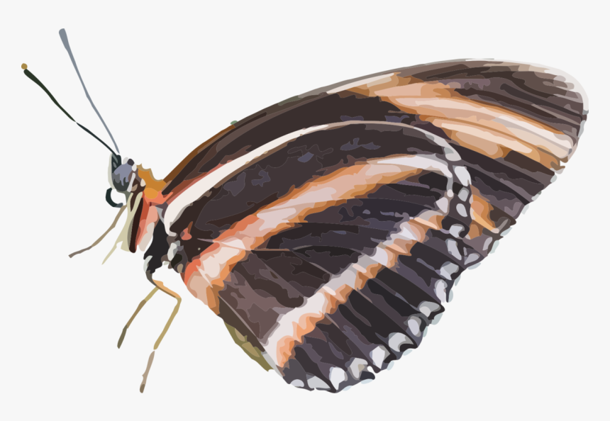 Animal, Butterfly, Insect, Nature - Бабочка Сидит Png, Transparent Png