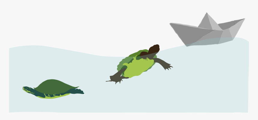 Pond Turtle, HD Png Download