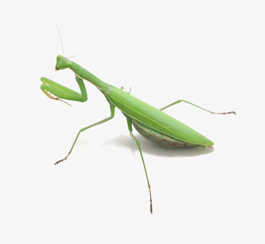 Mantis Png, Transparent Png