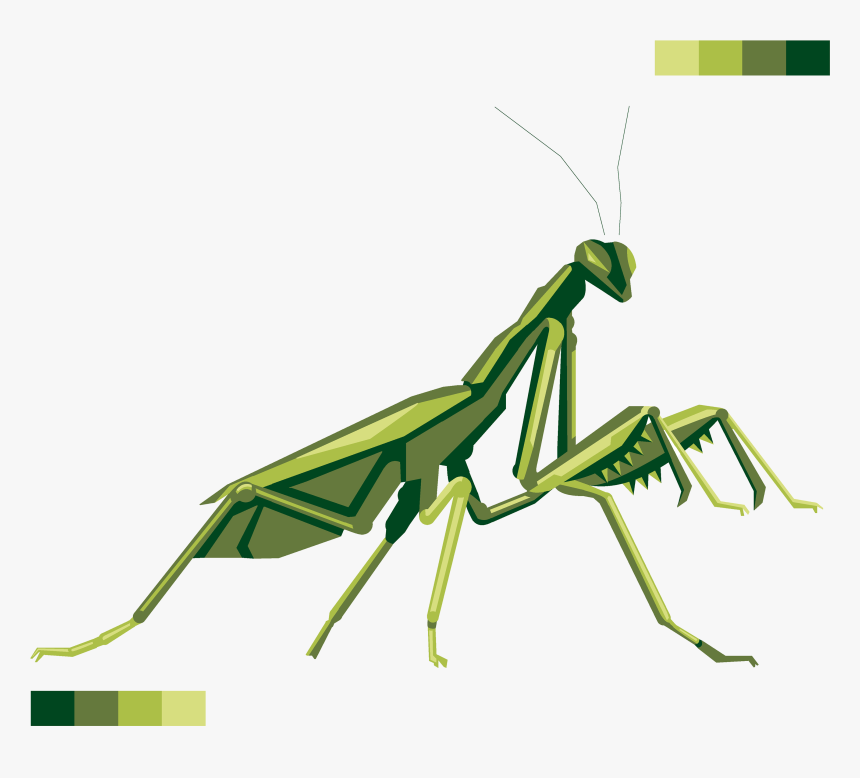 Mantis - Transparent Praying Mantis Png, Png Download