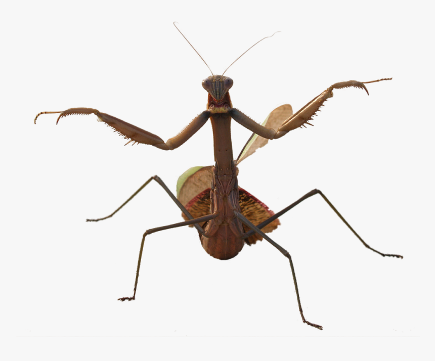 Mantis Png Photo - Water Beetle With Long Legs, Transparent Png