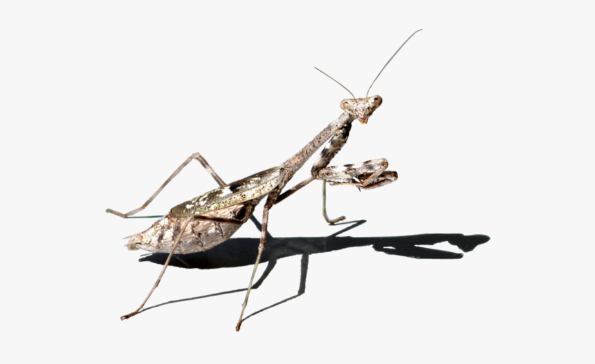 Background Mantis Transparent - Stock Photography, HD Png Download