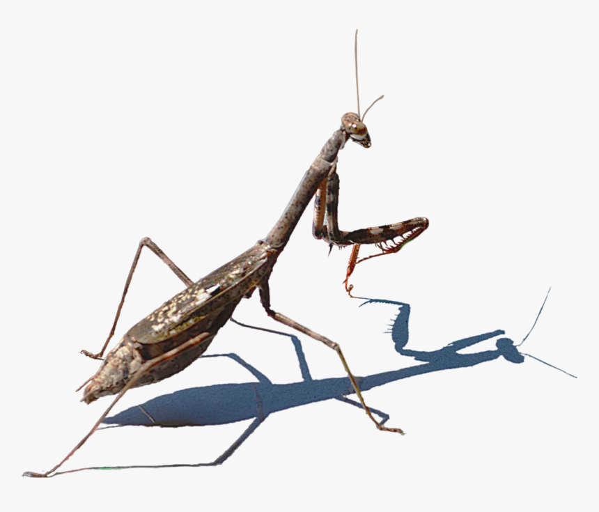 Mantis Png Hd Image - Praying Mantis Transperent, Transparent Png